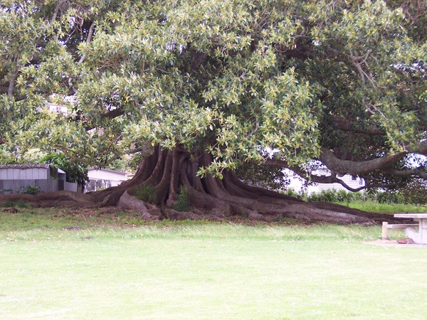 Pahi�s Morton Bay Fig